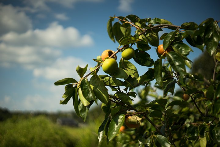 d0353489_2226968.jpg