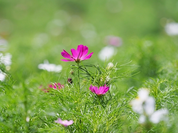 木曽三川公園の花々_e0075403_18300291.jpg