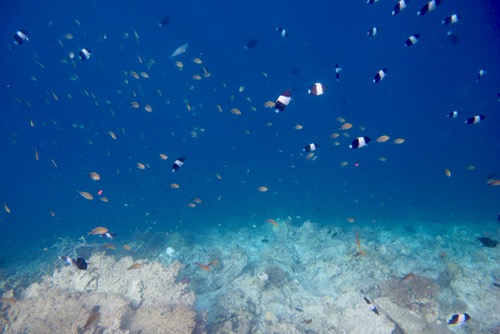 e0338303_915421.jpg