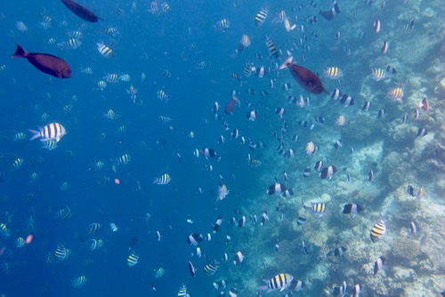 e0338303_921012.jpg