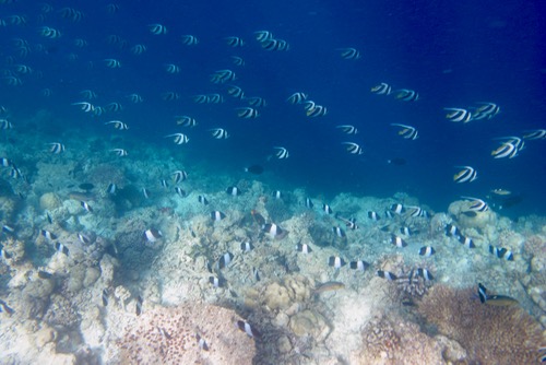 e0338303_924896.jpg