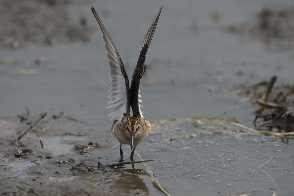 田んぼ探鳥 9.2_f0348604_11223048.jpg