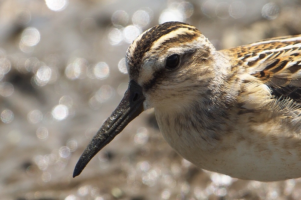 田んぼ探鳥 9.2_f0348604_13555966.jpg