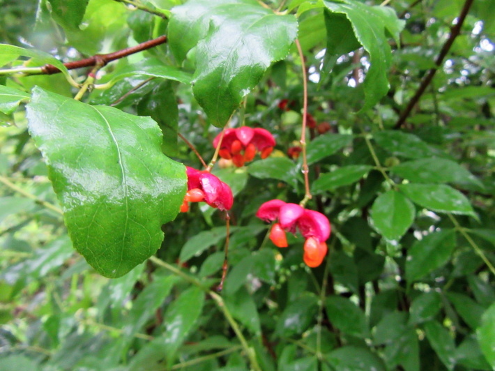 f0067514_08372840.jpg