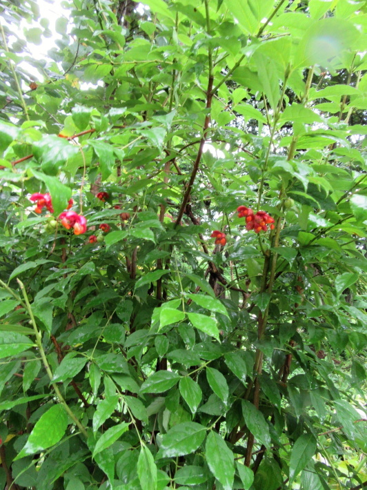 f0067514_08380832.jpg