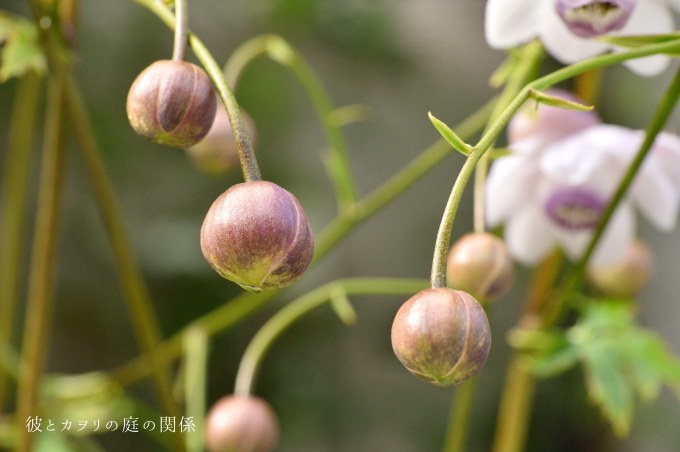 秋の始まり蓮華升麻の花が咲く 彼とカヲリの庭の関係