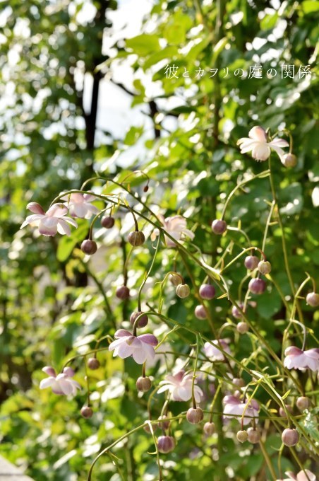 秋の始まり蓮華升麻の花が咲く 彼とカヲリの庭の関係
