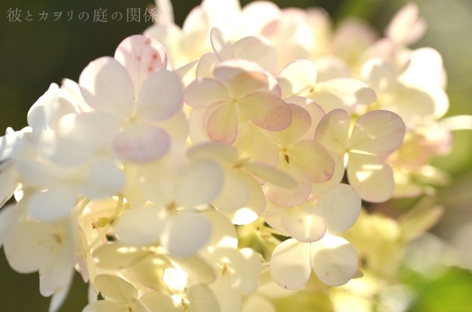 庭の花木 彼とカヲリの庭の関係 庭の花木 彼とカヲリの庭の関係