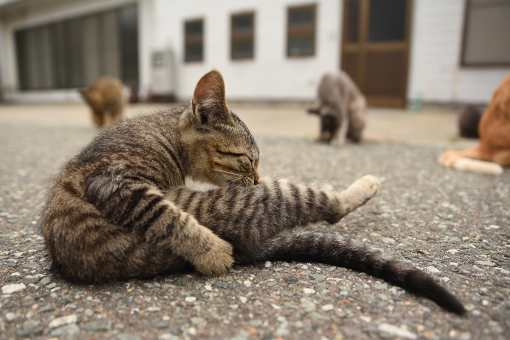 灯台猫たち2017.08.31_b0259218_00400466.jpg