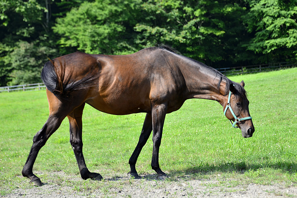 2017.8.7 栄進牧場細道厩舎☆シロキタジーニアス【Thoroughbred】_f0250322_2364066.jpg