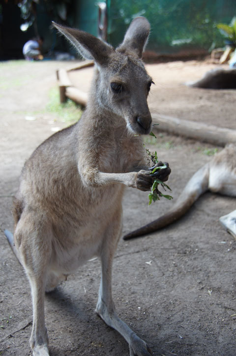 夏休みオーストラリアクルーズ④コアラの抱っこが出来る動物園へGO_d0210324_14291299.jpg