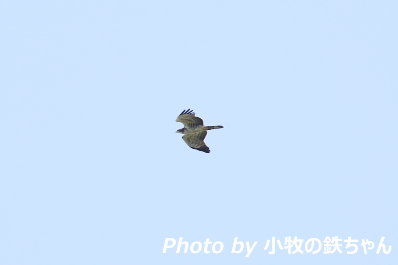 2017年 秋のタカの渡り開幕！　～Tの森：ハチクマ・サシバ・ノスリ～_a0343856_15293809.jpg