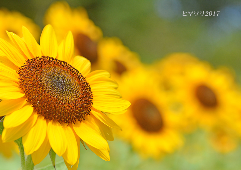 あなただけを見つめる花 ☆３_d0251161_14150557.jpg