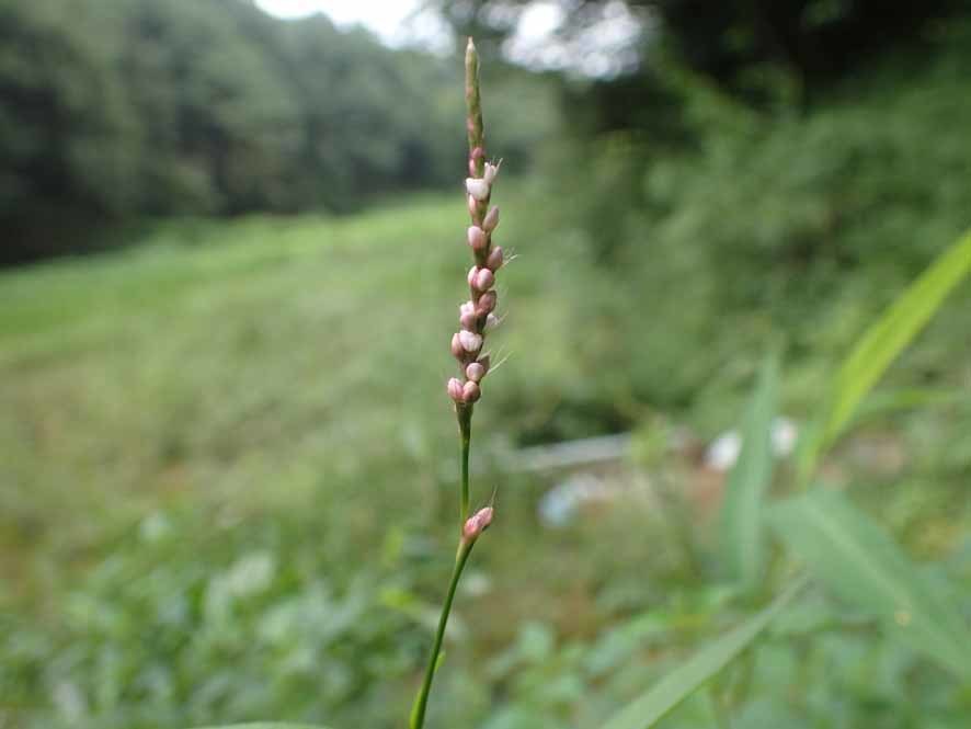 ピンク（薄紅色）の花（キツネノマゴ）_f0131669_09103583.jpg