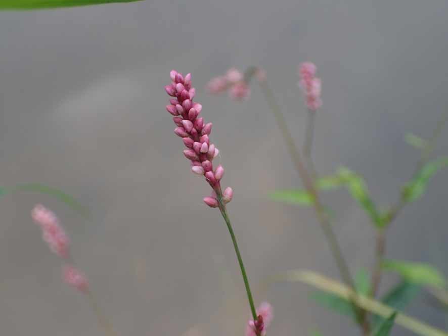 ピンク（薄紅色）の花（キツネノマゴ）_f0131669_09111744.jpg