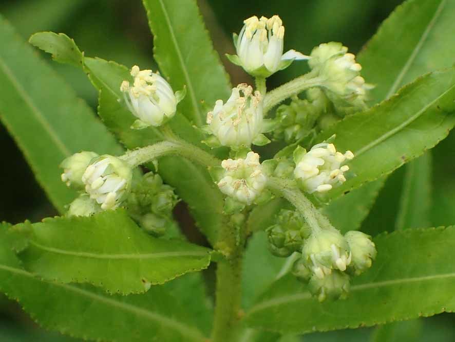 花弁のない花 タコノアシ 環感クラブ