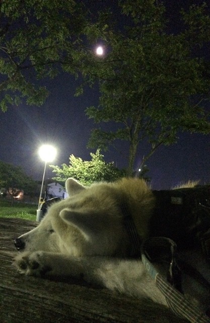 月を眺むる - 秋田犬「大和と飛鳥丸」の日々Ⅱ