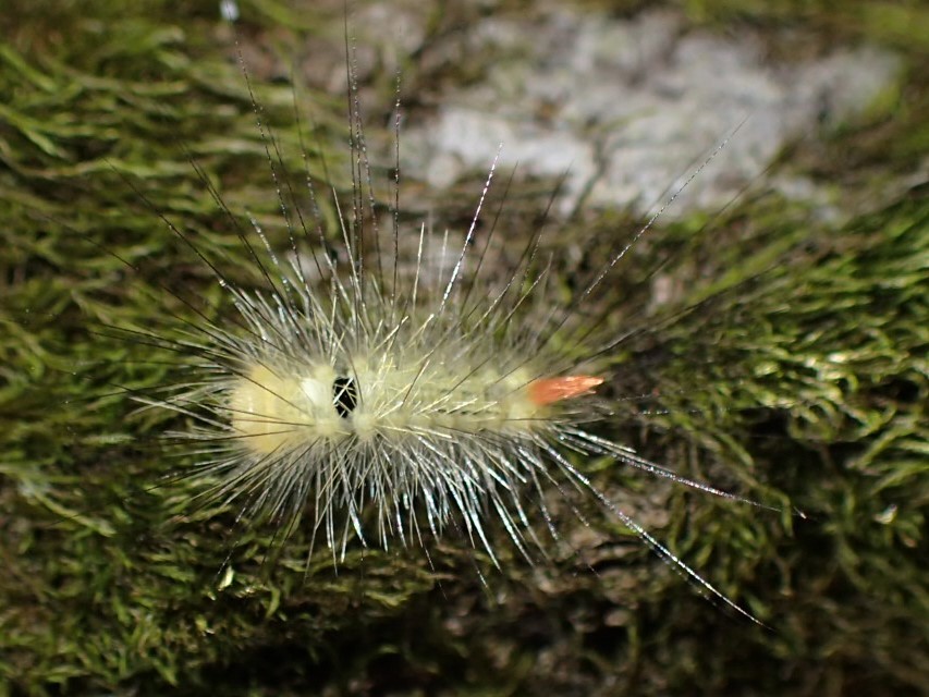 リンゴドクガの幼虫 Calliteara Pseudabietis 写ればおっけー コンデジで虫写真