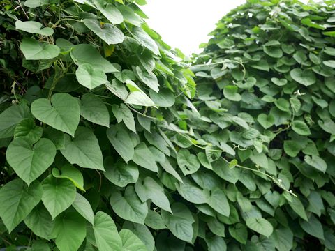 c0090198_2040209.jpg