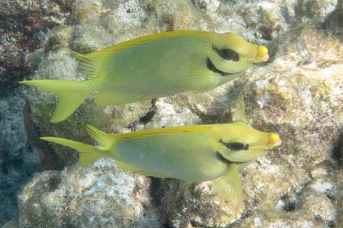 アナンタラ・キハバーのハウスリーフでシュノーケル、その3♪_e0338303_14491612.jpg