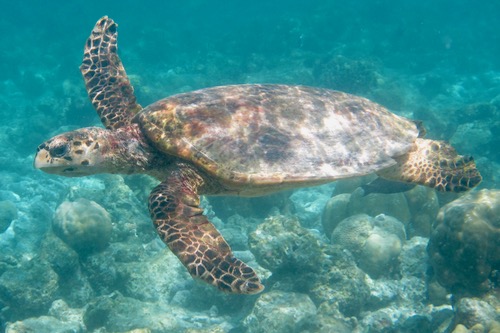 アナンタラ・キハバーのハウスリーフでシュノーケル、その7♪_e0338303_15183488.jpg