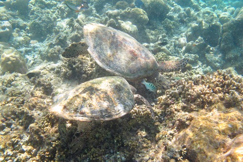 e0338303_1541859.jpg