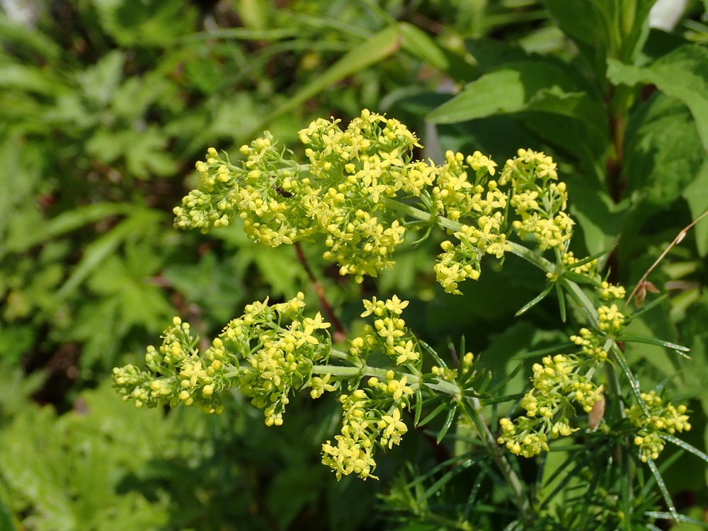 伊吹山の花（7月中旬）_b0137208_20234418.jpg