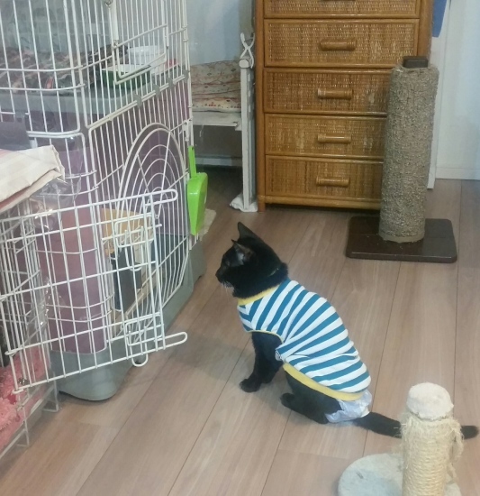 e0144012_11204195.jpeg