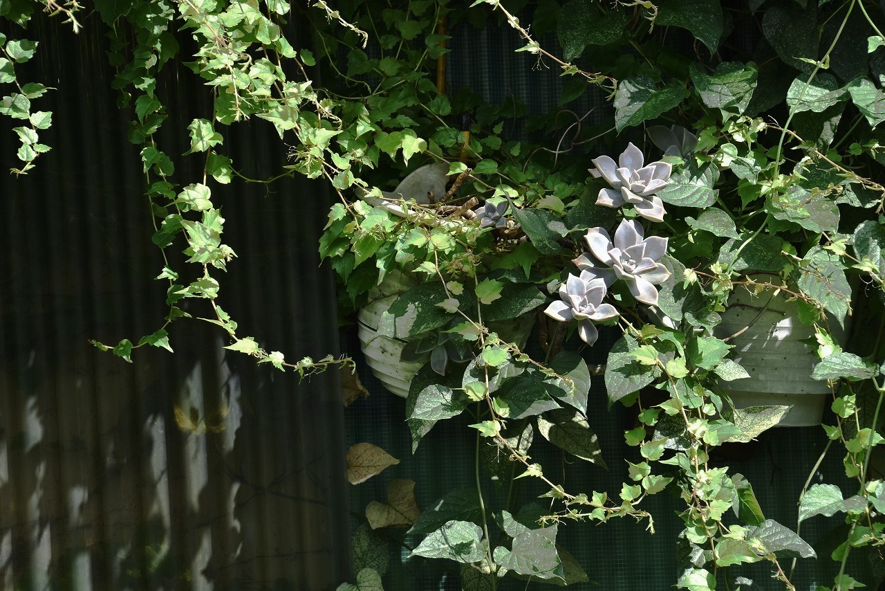 d0065116_21591538.jpg