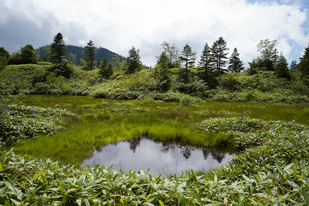 草津白根山　2017年08月19日（土）②_d0161322_13161366.jpg