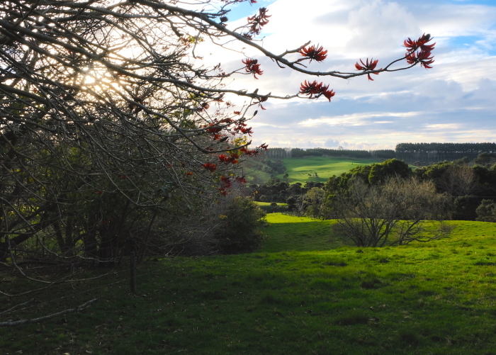 ９月のアオテア・オーガニック農場／ September at Aotea Organic Farm_e0310424_13311936.jpeg