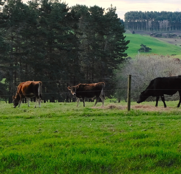 ９月のアオテア・オーガニック農場／ September at Aotea Organic Farm_e0310424_13330539.jpeg