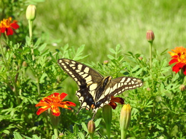 a0248728_21423002.jpg