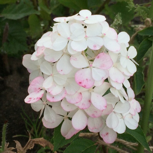 夏から秋へ(先週と今週の様子)_b0357031_01502429.jpg