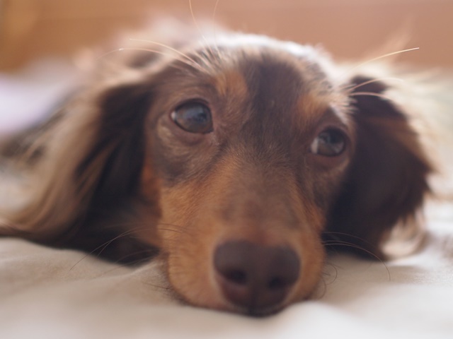 c0117831_15050177.jpg