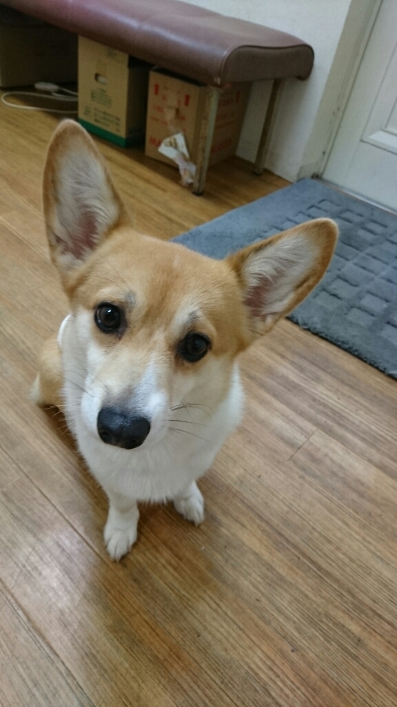 お預かりのきなこちゃん、ケンくん_b0249332_15020661.jpg