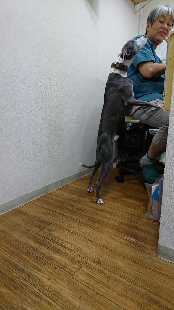 お預かりのきなこちゃん、ケンくん_b0249332_15020928.jpg