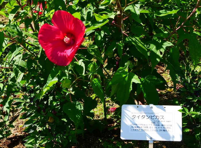 　　和歌山県植物公園緑花センター _b0093754_22422499.jpg