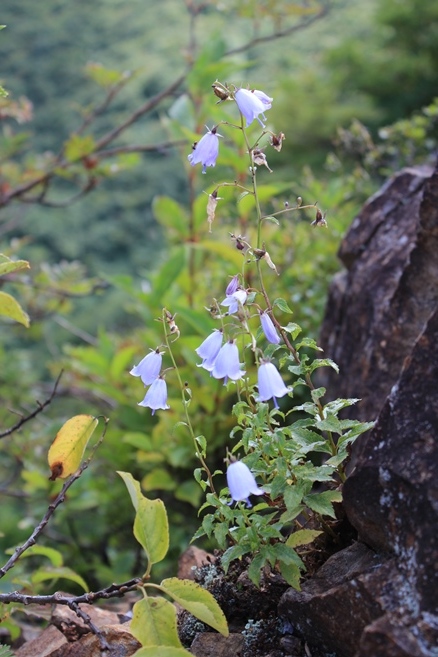 蔵王連峰　北雁戸山　秋_e0239458_22081768.jpg