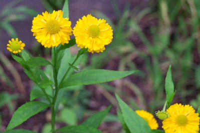 e0088260_9205735.jpg