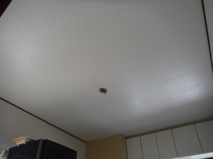 室内の塗り替え　～　汚れた天井を。_d0165368_03193378.jpg