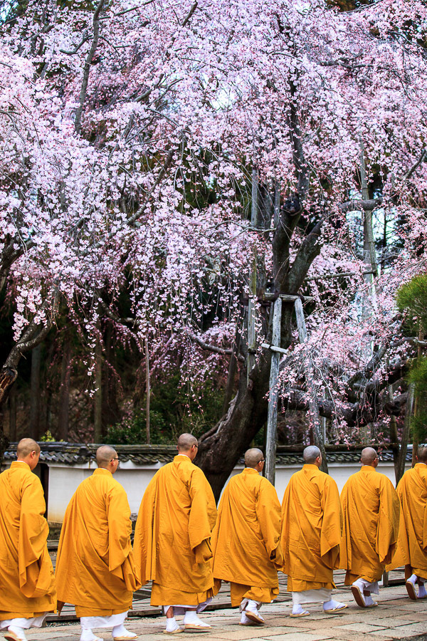 満開の桜の下にて_c0279371_19294077.jpg