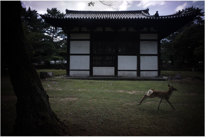 1871　奈良春日山（2017年8月22日クセノン50㎜F1.4が古代の息吹を）2　縄文時代③_c0168172_22203359.jpg