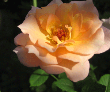a0030594_21193386.gif