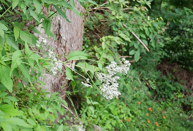 a0339396_23474325.jpg