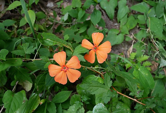 a0339396_23475860.jpg