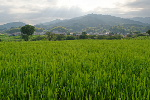 明日香村　散歩_e0366896_22222650.jpg