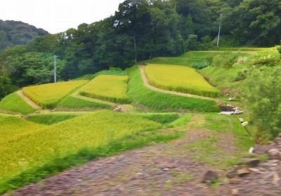 浦佐地域広域協定 視察研修で佐渡へ! トキ編・千枚田編_c0336902_18374321.jpg