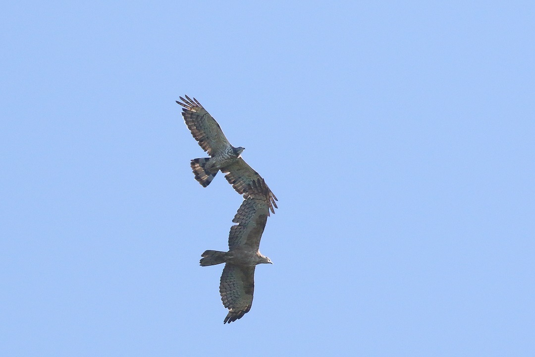 c0295707_12392700.jpg