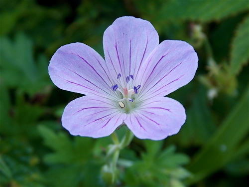 伊吹山の　花　　（3）_a0164011_12240455.jpg